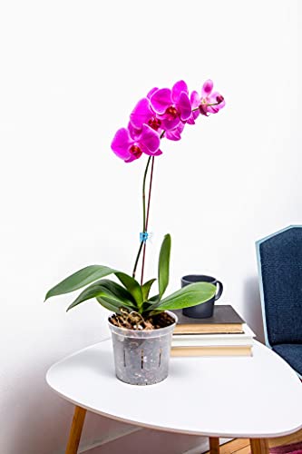 rePotme MSU Orchid Liquid Fertilizer - Thumbnail 3