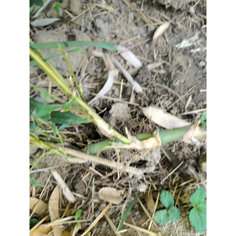 Bamboo, Live root MOSO Live Bamboo Root 6pc per order, 5 in or longer.