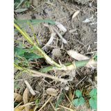 Bamboo, Live root MOSO Live Bamboo Root 6pc per order, 5 in or longer.