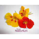 Edible Flower - Nasturtium - 4 x 50 Count