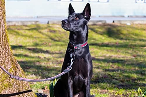 12kN (2697 lbs) Heavy Duty, Locking, Auto Locking, Wiregate Carabiner Clips, for Securing Pets, Outdoor, Camping, Hiking, Hammock, Dog Leash Harness, Keychains