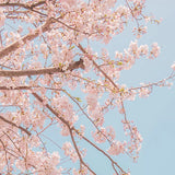 innisfree Cherry Blossom Dewy Glow Jam Cleanser Daily Face Wash, 32 Fl Oz (Pack of 1)