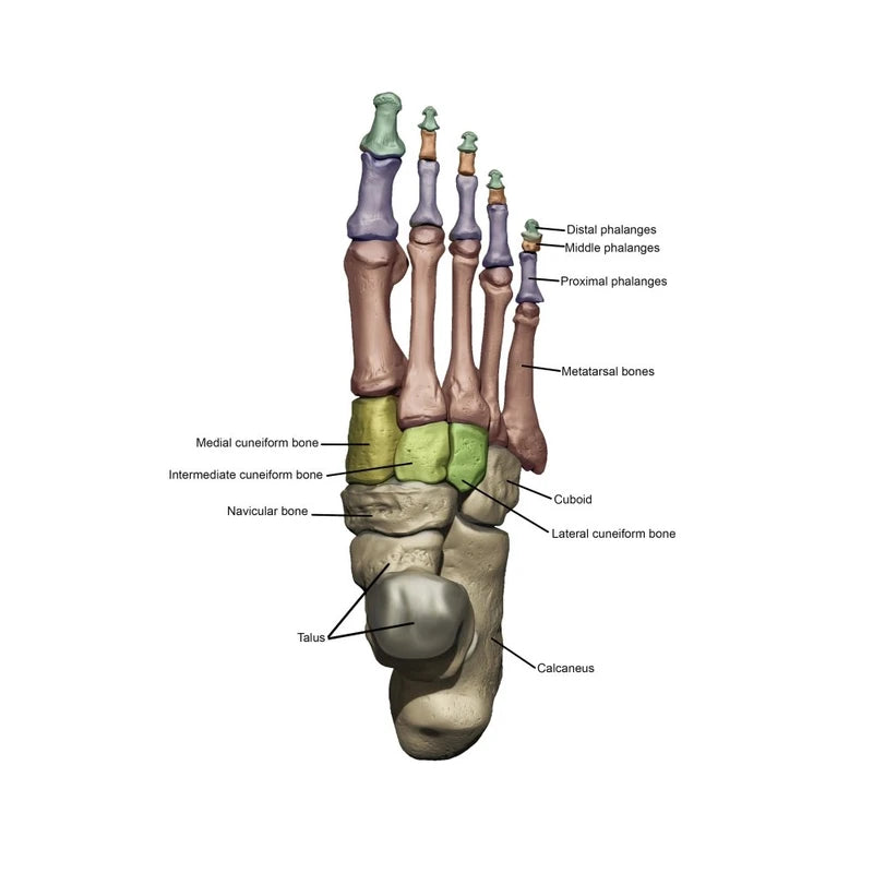 3D model of the foot depicting the dorsal bone structures with annoations Poster Print by Photon IllustrationStocktrek Images (11 x 17)