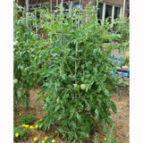 Bonnie Plants Bonnie Original Tomato Live Vegetable Plants - 4 Pack, Disease Resistant, 6 - 8 oz. Fruit Size, Great for Slicing