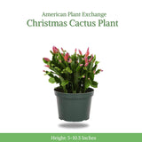 American Plant Exchange Live Christmas Cactus – 6-Inch Pot Cover – Easy Care Flowering Succulent with Festive Blooms for Holiday Home Décor, Kitchens, Offices & Indoor Winter Displays