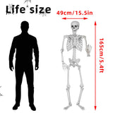 Wocst 5.4Ft/165cm Halloween Skeleton Full Body Life Size Human Bones with Movable Joints for Indoor Outdoor Halloween Props Decorations
