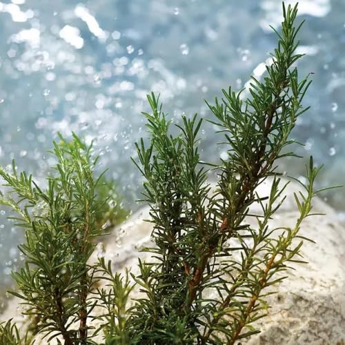 Dolce & Gabbana Light Blue Pour Homme, Eau De Toilette Spray, For Men - 125 ml / 4.2 fl.oz