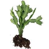 Red Christmas Cactus Plants Live, 4 to 6 Inch Tall Live Christmas Cactus Bare Roots, Perennial Well Rooted Flower Plants, Holiday Houseplant, No Pot