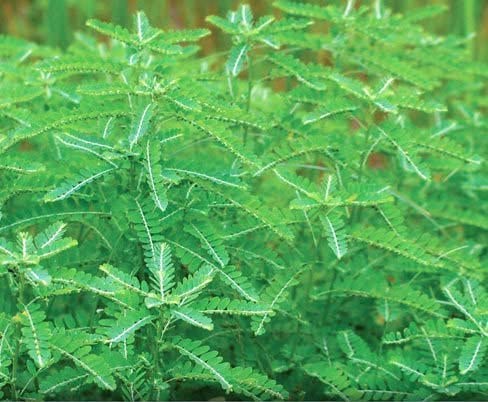 Bhumi Amla Supreme - Chanca Piedra – Harmony Nutraceutical Highest Potency, Maximum Bioactivity, Pure Herbal Supplement for Liver, Gallbladder & Kidney