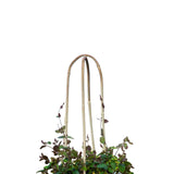 20 Pack Bamboo U Trellis for Potted Plants - 16 Inch U-Shaped Plant Support Hoop, Heavy-Duty Arch Stake for Climbing Vines Cucumbers, Indoor/Outdoor Rustic Garden Training Frame