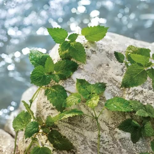 Dolce & Gabbana Light Blue Pour Homme, Eau De Toilette Spray, For Men - 125 ml / 4.2 fl.oz