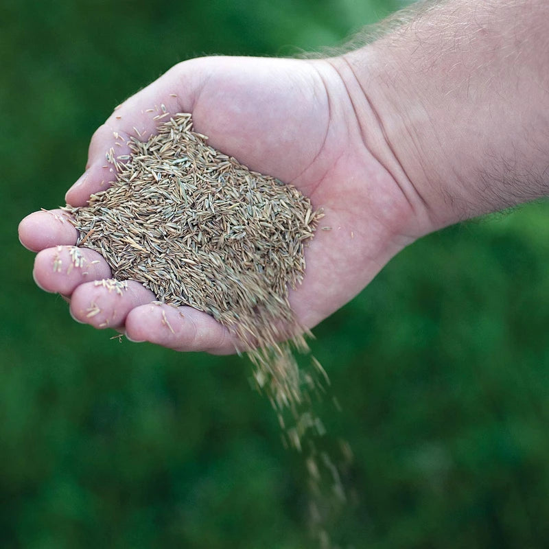 Canada Green Grass Lawn Seed-4 Lbs. Bag