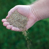 Canada Green Grass Lawn Seed-4 Lbs. Bag