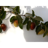 Jujube T602A (2) Tigertooth Jujube Tree 8" Thin Cutting Graft ScionWood/Bud Tiger Tooth