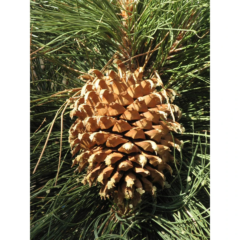 Coulter Pine | Small Tree Seedling | The Jonsteen Company