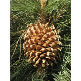 Coulter Pine | Small Tree Seedling | The Jonsteen Company