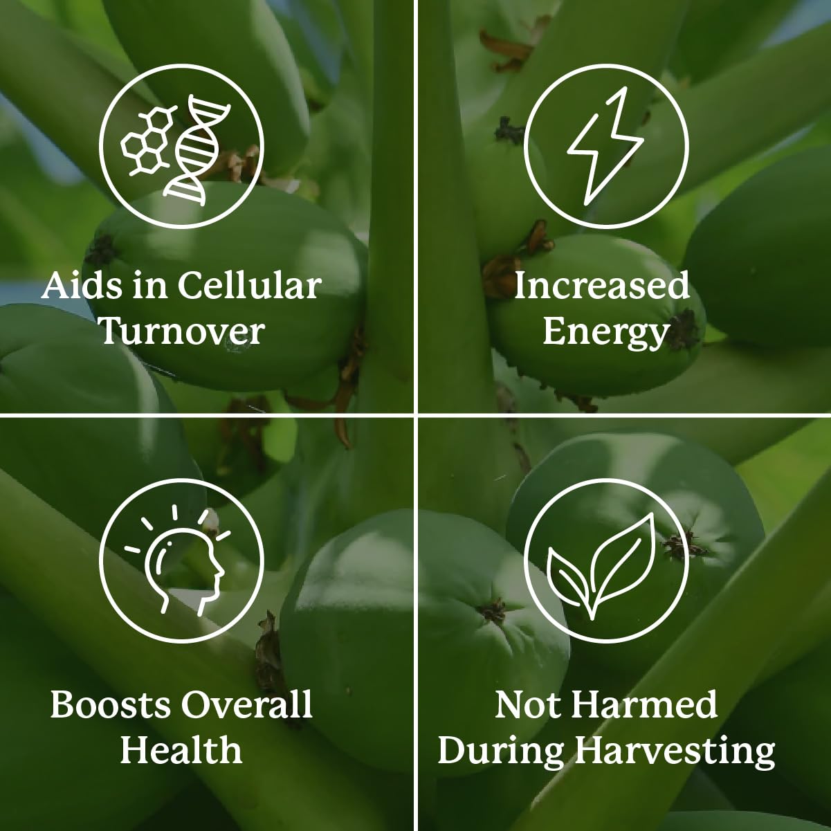 Nature's Sunshine Paw Paw Cell-Reg, 180 Capsules | Contains over 50 Acetogenins to Modulate ATP Production and Blood Supply