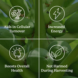 Nature's Sunshine Paw Paw Cell-Reg, 180 Capsules | Contains over 50 Acetogenins to Modulate ATP Production and Blood Supply