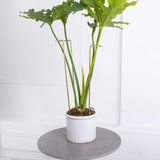 GOOOXIM 10 PCS Large Indoor Plant Stakes 15.5" Heavy Duty Metal Supports