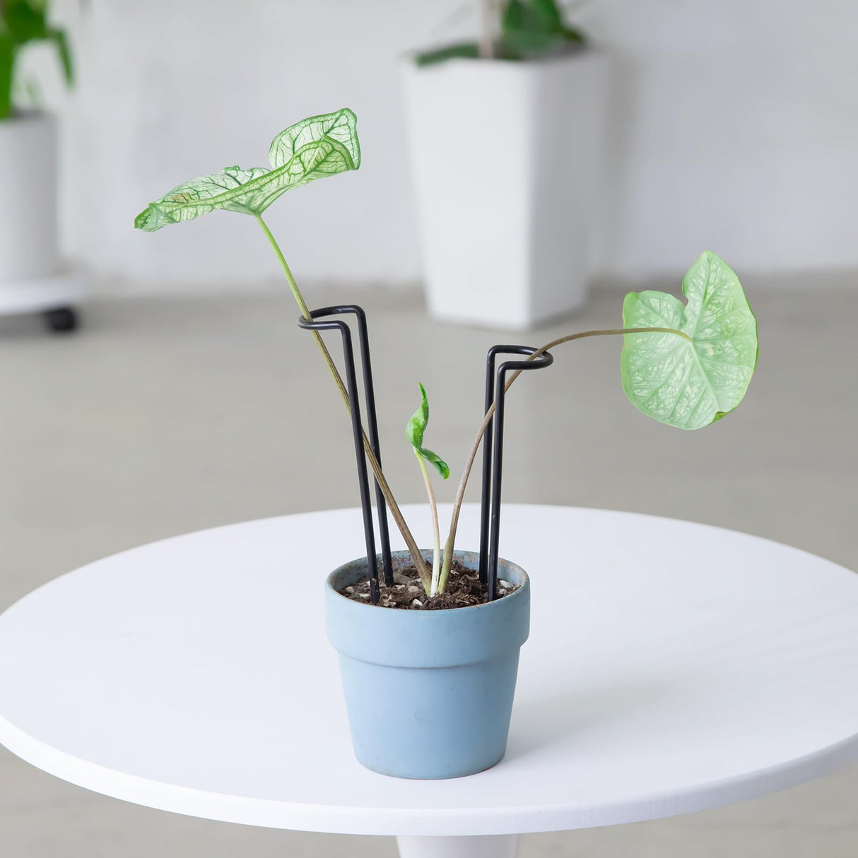 10 Pcs 8.7"Indoor Plant Support for Monstera Trellis Stakes and Stem Holder