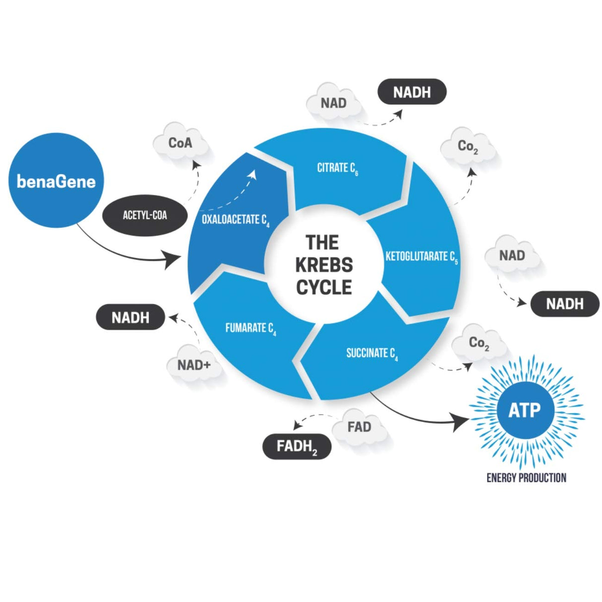 Benagene Oxaloacetate Supplement - Supports Cellular Energy, Healthy Metabolism, & Body Regulation - Thermally Stabilized with Vitamin C - Non-GMO & Vegan - Once Daily (60 Servings)