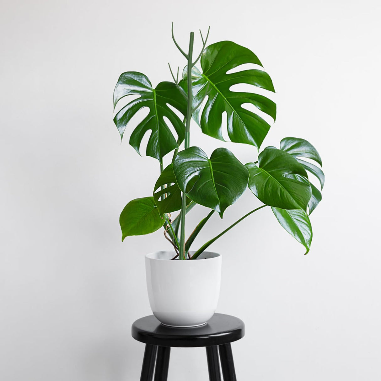 16 Pack Plant Support Stakes, Detachable Monstera Climbing Stakes