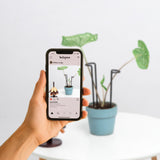 10 Pcs 8.7"Indoor Plant Support for Monstera Trellis Stakes and Stem Holder