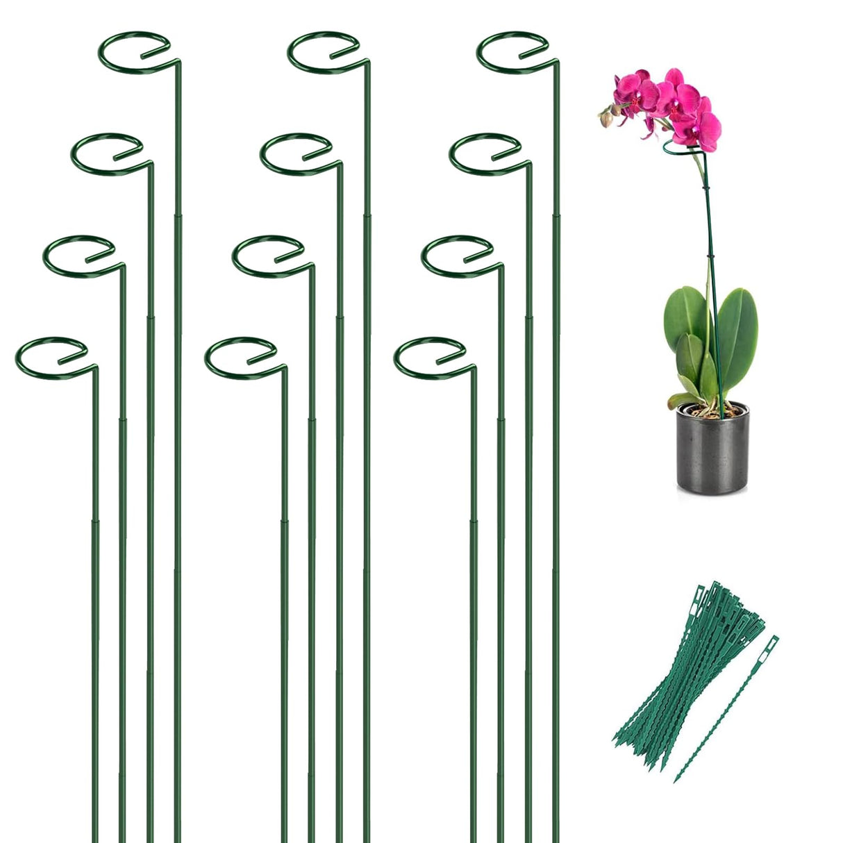 12 Pack 36 Inch Plant Support Stakes for Outdoor Plants and Indoor Flowers