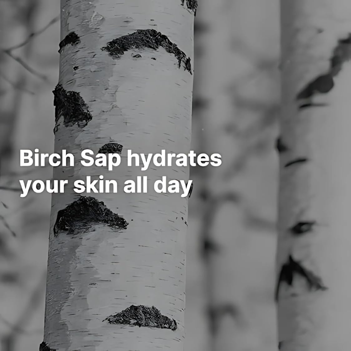 Birch Juice Moisturizing Sunscreen (SPF50+ PA++++) | A moisturizing sunscreen, No White Cast, Strong UV Protection, Moist Essence Type, Ocean Friendly-Reef Safe (1.69fl.oz) 100% Original