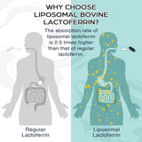 Pepeior Liposomal Lactoferrin 1000 mg Diet - Maximized Lactoferrin - A Component in Colostrum - for Iron Absorption & Immune Function Lactoferrin Supplements for Adults, 60 Softgels (1 Bottle)