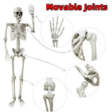 Wocst 5.4Ft/165cm Halloween Skeleton Full Body Life Size Human Bones with Movable Joints for Indoor Outdoor Halloween Props Decorations