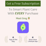 American Plant Exchange Live Christmas Cactus – 6-Inch Pot Cover – Easy Care Flowering Succulent with Festive Blooms for Holiday Home Décor, Kitchens, Offices & Indoor Winter Displays