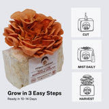 Forest Origins Pink Oyster Mushroom Grow Kit, Beginner Friendly & Easy to Use, Grows in 10 Days | Handmade in California, USA | Top Gardening Gift, Holiday Gift & Unique Gift