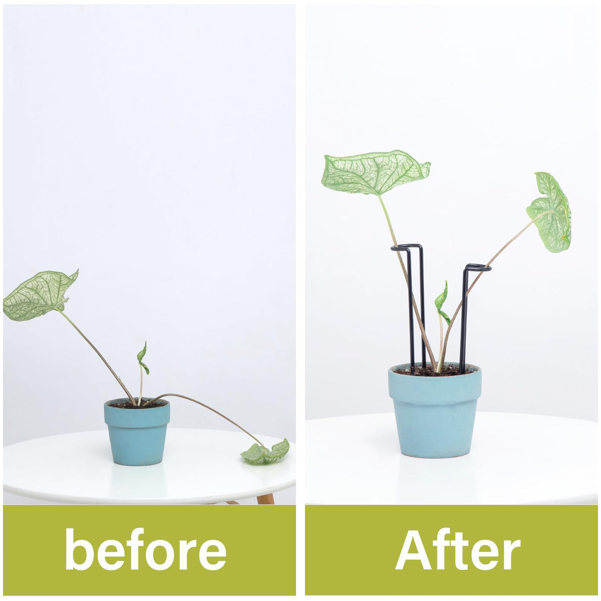 10 Pcs 8.7"Indoor Plant Support for Monstera Trellis Stakes and Stem Holder