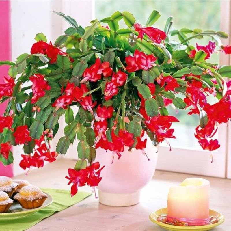 Red Christmas Cactus Plants Live, 4 to 6 Inch Tall Live Christmas Cactus Bare Roots, Perennial Well Rooted Flower Plants, Holiday Houseplant, No Pot