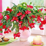 Red Christmas Cactus Plants Live, 4 to 6 Inch Tall Live Christmas Cactus Bare Roots, Perennial Well Rooted Flower Plants, Holiday Houseplant, No Pot