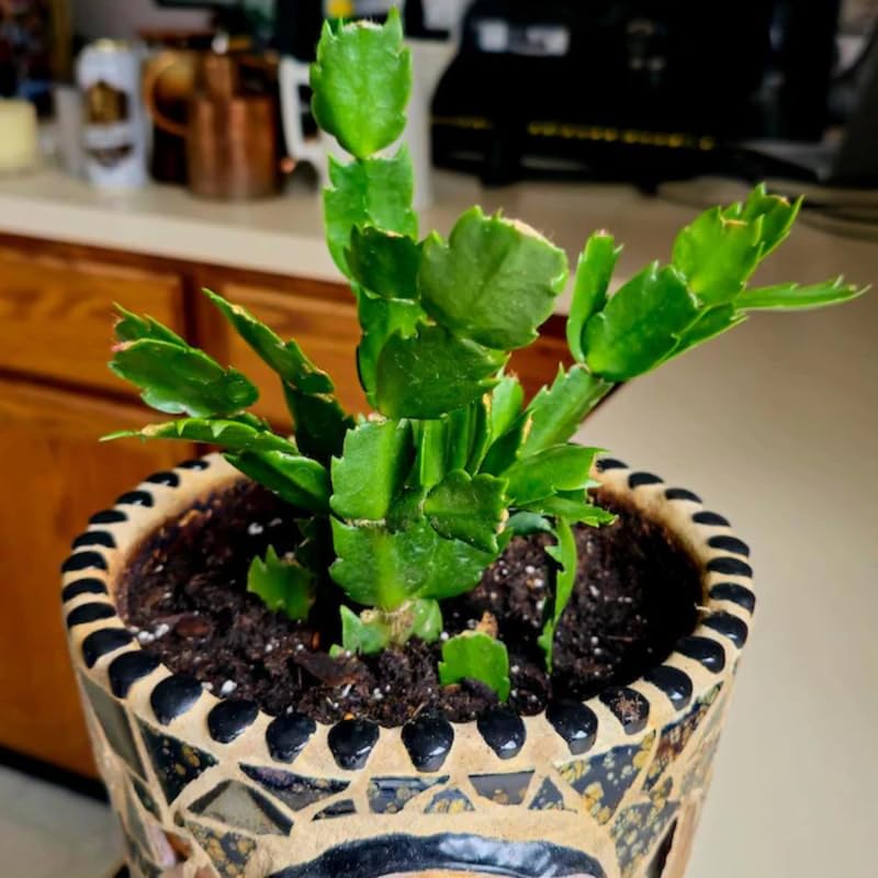 Red Christmas Cactus Plants Live, 4 to 6 Inch Tall Live Christmas Cactus Bare Roots, Perennial Well Rooted Flower Plants, Holiday Houseplant, No Pot
