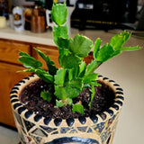 Red Christmas Cactus Plants Live, 4 to 6 Inch Tall Live Christmas Cactus Bare Roots, Perennial Well Rooted Flower Plants, Holiday Houseplant, No Pot