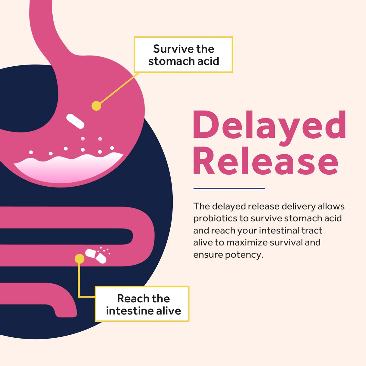 Doctor's Recipes Probiotics for Women, 100 Billion CFU 32 Strains, with Prebiotic Fiber, Enzymes & Cranberry, Vaginal Urinary Digestive & Immune, No Yeast, Shelf Stable, Delayed Release, 60 Caps