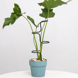 3PCS Indoor Plant Support Stakes - Sturdy Metal Trellis for Houseplants