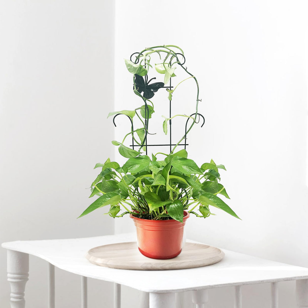 CHOUYUHE 23 Inch Plant Trellis for Potted Plants, Sturdy Metal Houseplant Trellis for Climbing Plants Indoor Outdoor, Rust-Resistant Plant Support for Monstera Pothos Ivy, 4 Pack (4, 23inch)