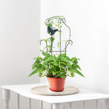 CHOUYUHE 23 Inch Plant Trellis for Potted Plants, Sturdy Metal Houseplant Trellis for Climbing Plants Indoor Outdoor, Rust-Resistant Plant Support for Monstera Pothos Ivy, 4 Pack (4, 23inch)