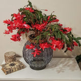 Red Christmas Cactus Plants Live, 4 to 6 Inch Tall Live Christmas Cactus Bare Roots, Perennial Well Rooted Flower Plants, Holiday Houseplant, No Pot