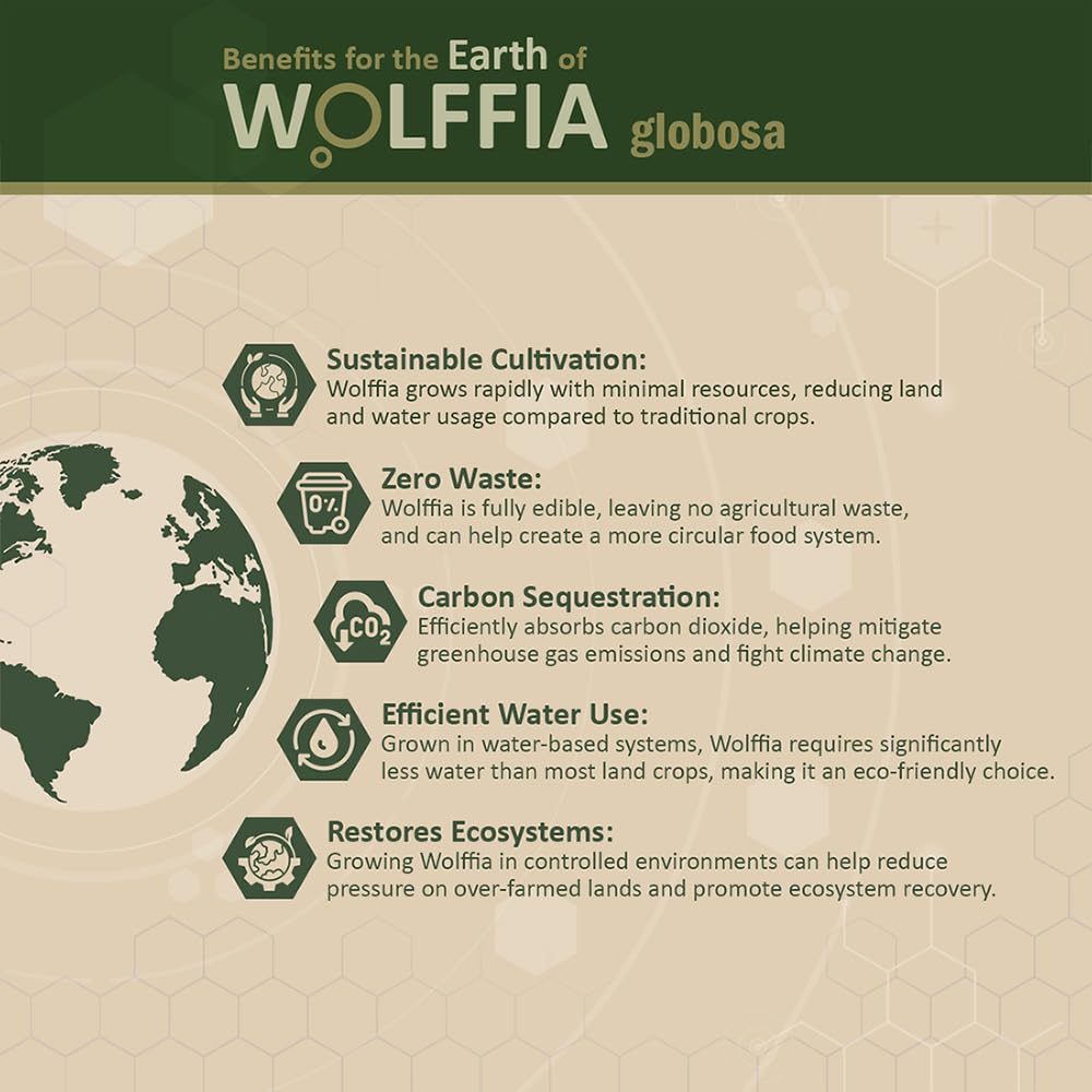 Premium Dried Wolffia globosa Superfood | Low Carb, High Protein 40% | Rich in Minerals, Vitamins A E B12 & Essential Amino Acids | The Future of Sustainable Plant-Based Nutrition 2.11 oz (60g)