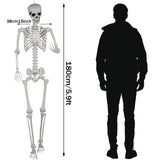 5.9ft Halloween Life Size Skeleton Realistic Full Body Skeletons Plastic Human Bones with Movable Joints for Halloween Props Spooky Party Decoration