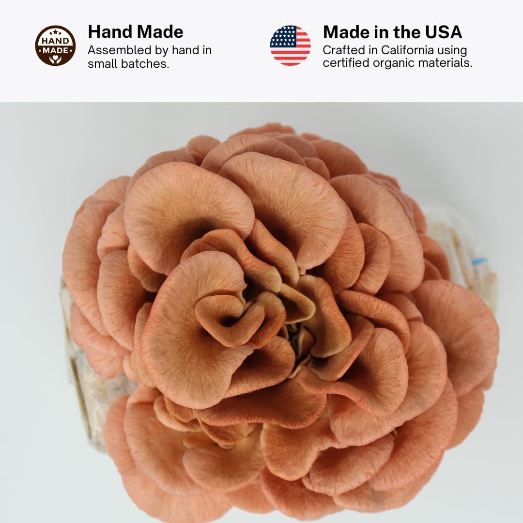 Forest Origins Pink Oyster Mushroom Grow Kit, Beginner Friendly & Easy to Use, Grows in 10 Days | Handmade in California, USA | Top Gardening Gift, Holiday Gift & Unique Gift