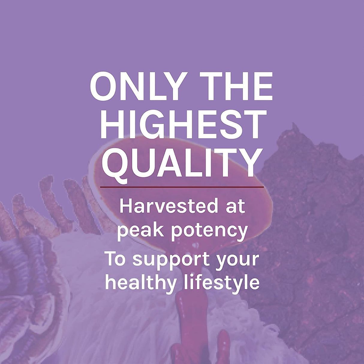 Host Defense Mushrooms Lion's Mane - Supplement Capsules for Brain Health Support - Mushroom Support for Focus & Memory Function - Immune & Nervous System Supplement - 120 Capsules (60 Servings)*