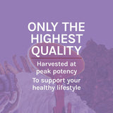 Host Defense Mushrooms Lion's Mane - Supplement Capsules for Brain Health Support - Mushroom Support for Focus & Memory Function - Immune & Nervous System Supplement - 120 Capsules (60 Servings)*