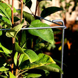 Galvanized Square Folding Tomato Cage Plant Support Stake Tower 12 inch by 46 inch, Pack of 10 Sets(Also Sold as Pack of 2 & 5,PVC Green is Available)