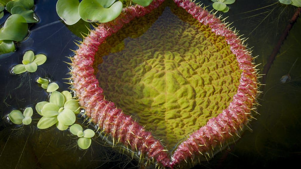 Green Planet (BD/4KUHD) [4K UHD]